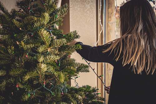 plant woman installing string lights on Christmas tree tree